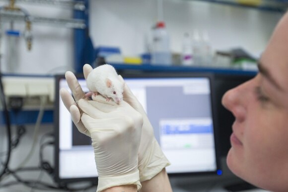 A research assistant holds a white mouse in her hand in a lab at the University of Muenster in Germany